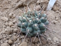 Gymnocalycium onychacanthum