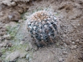 Gymnocalycium papschii