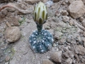 Gymnocalycium parvulum