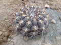 Gymnocalycium pflanzii v.albipulpa