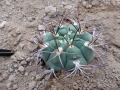 Gymnocalycium pflanzii v.riograndense