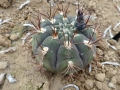 Gymnocalycium pflanzii v.zegarrae