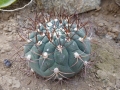 Gymnocalycium pflanzii