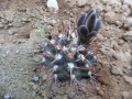 Gymnocalycium piltziorum