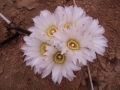 Gymnocalycium platense