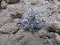 Gymnocalycium prochazkianum