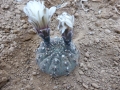 Gymnocalycium pseudoragonesii