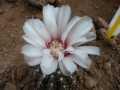 Gymnocalycium quehlianum