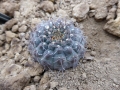 Gymnocalycium riojense