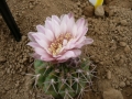 Gymnocalycium ritterianum