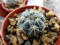 Gymnocalycium robustum