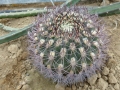 Gymnocalycium saglionis