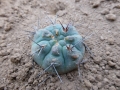 Gymnocalycium sanluisense VS 1