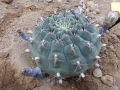 Gymnocalycium schickendantzii ssp.delaetii