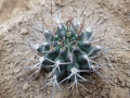 Gymnocalycium schickendantzii