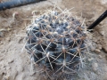 Gymnocalycium schroederianum