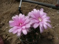 Gymnocalycium schuetzianum