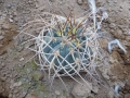 Gymnocalycium spegazzinii X cardenasianum