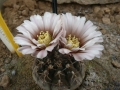 Gymnocalycium stellatum