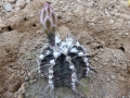 Gymnocalycium stenopleurum