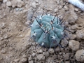 Gymnocalycium striglianum