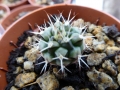 Gymnocalycium stuckertii