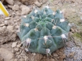 Gymnocalycium sutterianum