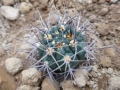 Gymnocalycium tillianum WR 227