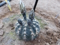 Gymnocalycium triacanthum P 124