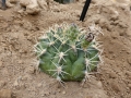 Gymnocalycium tudae