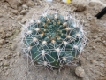 Gymnocalycium ubelmannianum