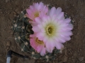 Gymnocalycium uruguayense