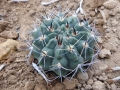 Gymnocalycium valnicekianum