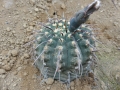 Gymnocalycium vatteri