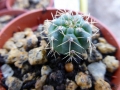 Gymnocalycium wagnerianum