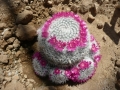 Mammillaria albata