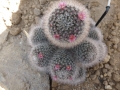 Mammillaria bocasana.JPG