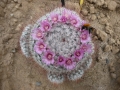 Mammillaria bombycina