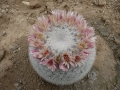 Mammillaria candida