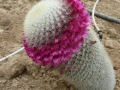Mammillaria discolor