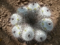Mammillaria parkinsonii