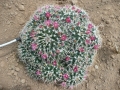 mammillaria bucarehensis   .JPG