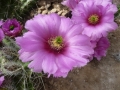 Echinocereus enneacanthus