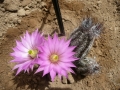 Echinocereus palmeri