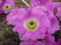Echinocereus pentalophus