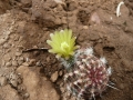 Echinocereus viridiflorus