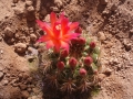 Matucana aurantiaca