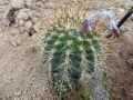 Matucana caespitosa