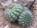 Matucana celendinensis