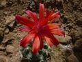 Matucana krahnii